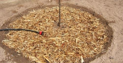 Черешня юбилейная ростка описание сорта. Черешня — описание 08