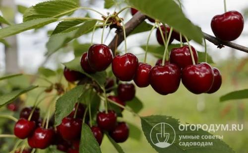 Черешня юбилейная ростка. Биологические особенности культуры