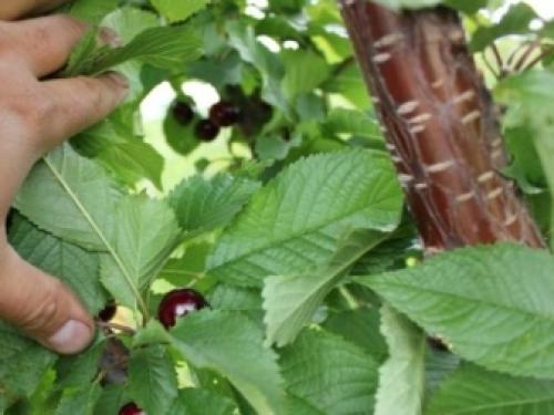 Черешня юбилейная ростка описание сорта. Черешня — описание 03