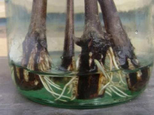 Черешня юбилейная ростка описание сорта. Черешня — описание 06