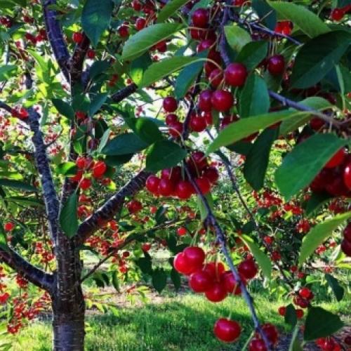 Черешня юбилейная ростка описание сорта. Черешня — описание 01