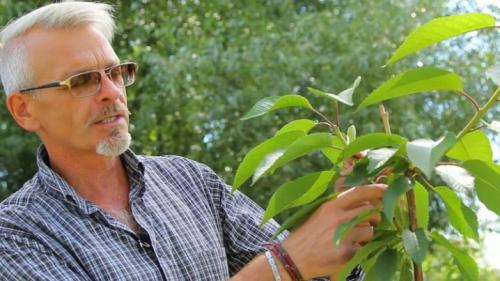 Черешня юбилейная ростка описание сорта. Черешня — описание 05