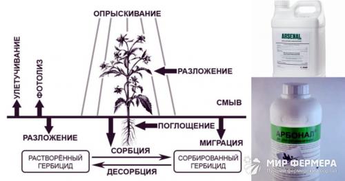 Как уничтожить кустарники народными средствами. Чем полить дерево, чтобы оно быстро засохло?