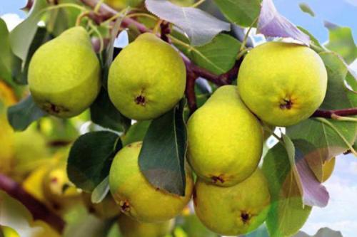 Уход за грушей летом. Выращивание груши: советы опытных дачников