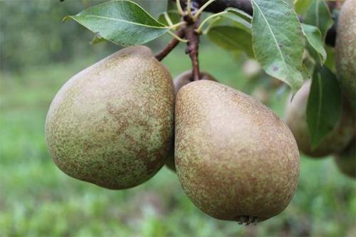Груши летние сорта с крупными плодами. Лучшие зимние сорта груш