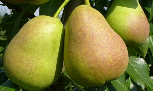 Уход за грушей летом. Выращивание груши: советы опытных дачников
