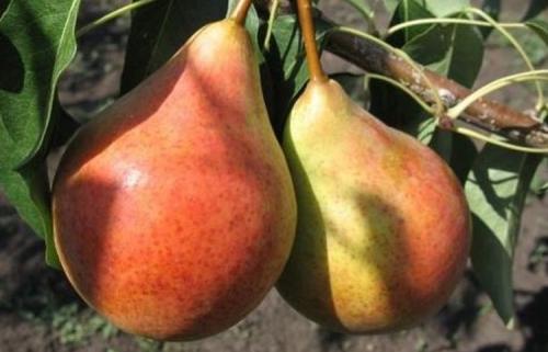 Уход за грушей летом. Выращивание груши: советы опытных дачников
