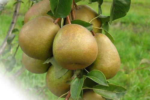 Груши летние сорта с крупными плодами. Лучшие зимние сорта груш