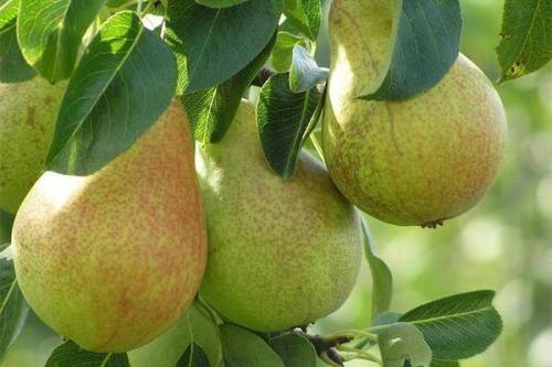 Груши летние сорта с крупными плодами. Лучшие зимние сорта груш