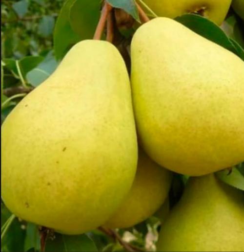 Груши для Подмосковья лучшие летние сорта. Летние сорта груш для Подмосковья (полный перечень)