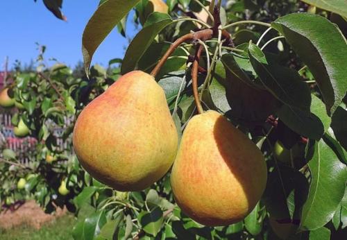 Груши для Подмосковья лучшие летние сорта. Летние сорта груш для Подмосковья (полный перечень)