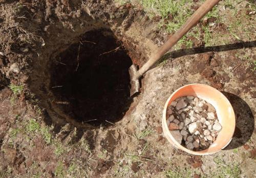 Уход за грушей летом. Выращивание груши: советы опытных дачников