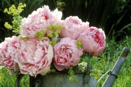 Как правильно подготовить лилейники к зиме. Подготовка лилейников к зиме