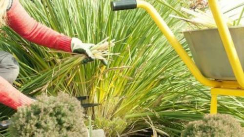 Когда обрезать лилейники. Зачем и как нужно обрезать лилейники осенью