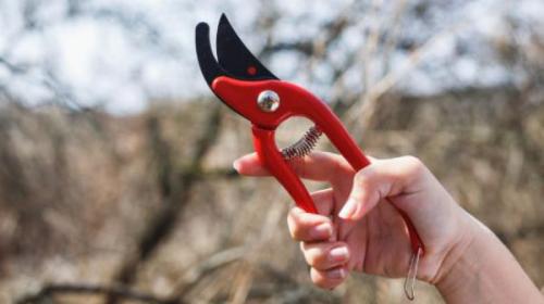 Когда обрезать ирисы на зиму. Осенняя обрезка ирисов