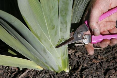 Когда обрезать ирисы на зиму. Осенняя обрезка ирисов