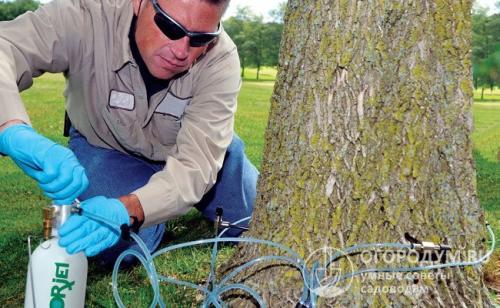 Как вывести клен солью. Способы борьбы с ясенелистным кленом