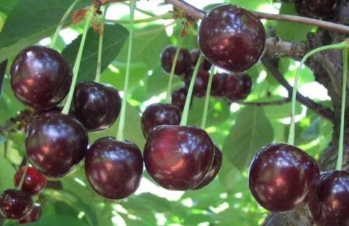 Какие есть вишню. Какой бывает вишня и как ее выращивать? 01 Какие есть вишню. Какой бывает вишня и как ее выращивать? 01