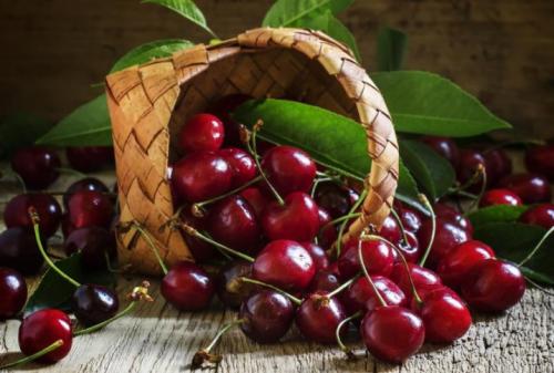 Какие есть вишню. Какой бывает вишня и как ее выращивать? 03 Какие есть вишню. Какой бывает вишня и как ее выращивать? 03