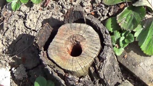 Как избавиться от пня за 2 минуты. Как удалить пень на участке: 5 способов, которыми пользуются дачники