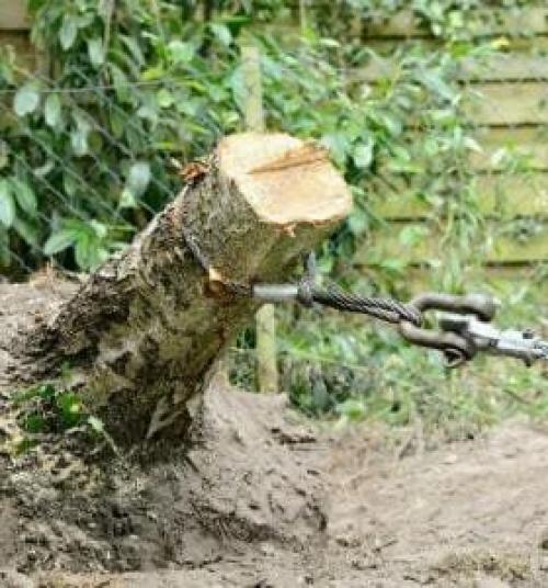 Как избавиться от пня за 1 час. Механический и физический способы избавления от пней
