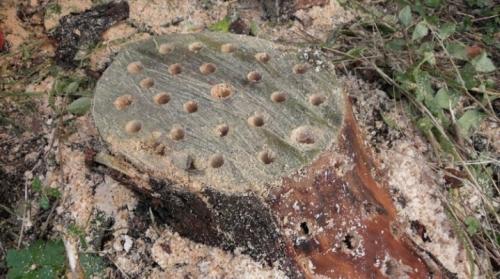 Как убрать пень за один день. Как избавиться от пней без корчевания?