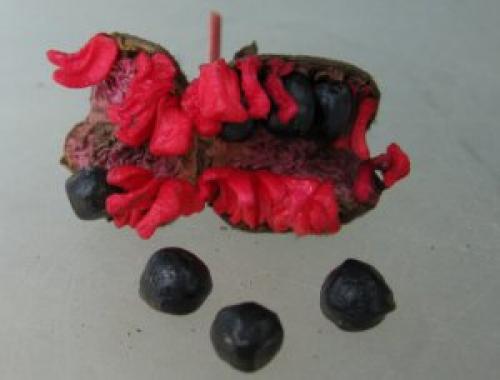 Как правильно растить пион из семян в домашних условиях. Выращивание древовидного пиона из семян