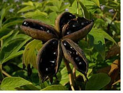 Как вырастить древовидный пион из семян в домашних условиях. Размножение семенами