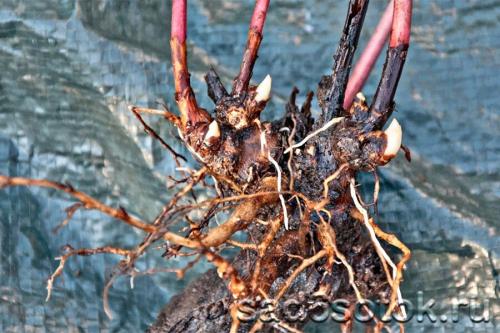 Как правильно растить пион из семян в домашних условиях. Выращивание древовидного пиона из семян 07 Как правильно растить пион из семян в домашних условиях. Выращивание древовидного пиона из семян 07