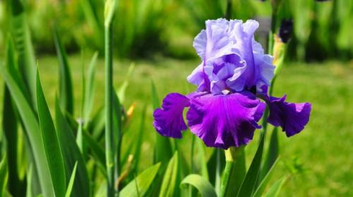 Как правильно посадить ирисы осенью. Как сажать ирисы?