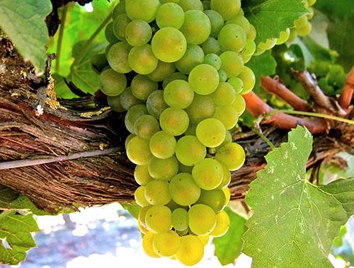 Виноград довга описание сорта. Эти Винограды прощает ошибки, дают Отличный и Вкусный урожай даже у начинающих садоводов. Рассказываю, почему именно эти сорта 17 Виноград довга описание сорта. Эти Винограды прощает ошибки, дают Отличный и Вкусный урожай даже у начинающих садоводов. Рассказываю, почему именно эти сорта 17