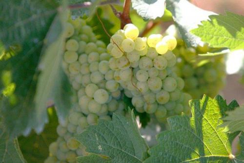 Самые вкусные сорта винограда. Лучшие сорта винограда: фото, названия и описания (каталог)