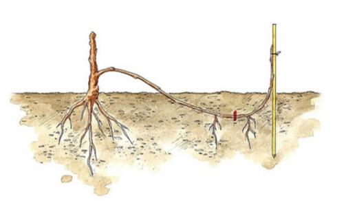 Виноград посадка и уход в открытом грунте для новичков. Всё, что необходимо знать о посадке винограда: способы, методы, сроки и правила ухода