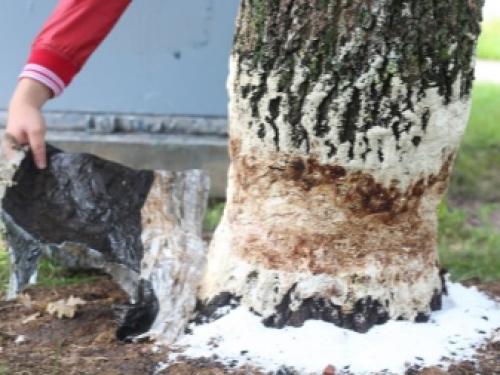 Как избавиться от нежелательного кустарника. Чем полить дерево, чтобы оно засохло? 02