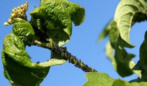 Как избавиться от нежелательного кустарника. Чем полить дерево, чтобы оно засохло? 09