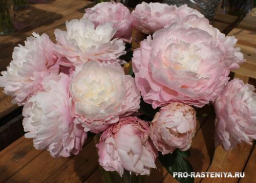 Пион травянистый микс. Травянистые пионы: посадка, уход, размножение, сорта