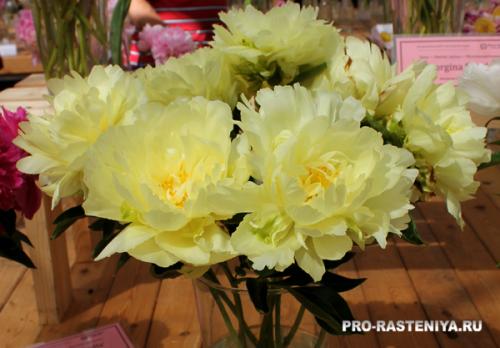 Пион травянистый микс. Травянистые пионы: посадка, уход, размножение, сорта