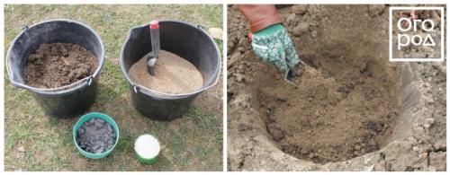 Особенности выращивания травянистых пионов. Посадка травянистых пионов 08 Особенности выращивания травянистых пионов. Посадка травянистых пионов 08