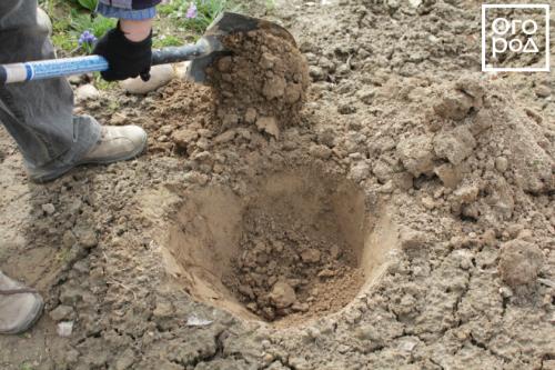 Особенности выращивания травянистых пионов. Посадка травянистых пионов 05 Особенности выращивания травянистых пионов. Посадка травянистых пионов 05