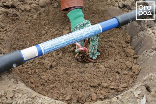 Особенности выращивания травянистых пионов. Посадка травянистых пионов 13 Особенности выращивания травянистых пионов. Посадка травянистых пионов 13