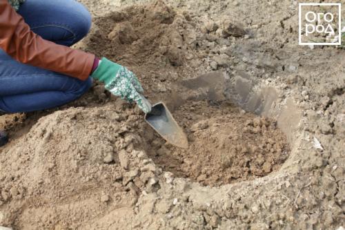 Особенности выращивания травянистых пионов. Посадка травянистых пионов 10 Особенности выращивания травянистых пионов. Посадка травянистых пионов 10