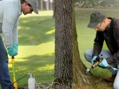 Уничтожение корней деревьев и кустов. Ручное корчевание 03