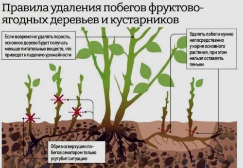 Чем уничтожить поросль деревьев. Советы и рекомендации: как удалить молодую поросль деревьев с участка