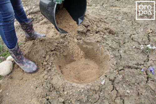 Как вырастить пион из семян в домашних условиях. Семенами 06 Как вырастить пион из семян в домашних условиях. Семенами 06