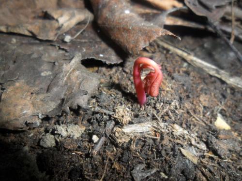 Семена пионов, как собрать. Выращивание пионов из семян в открытом грунте