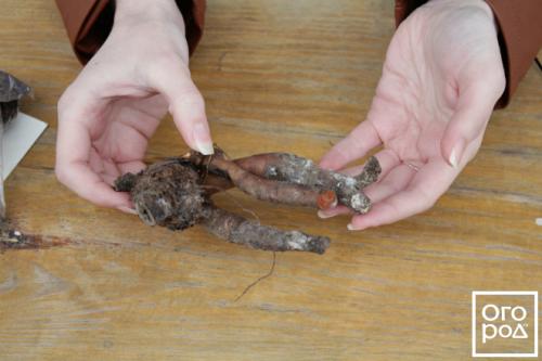 Как вырастить пион из семян в домашних условиях. Семенами 03 Как вырастить пион из семян в домашних условиях. Семенами 03