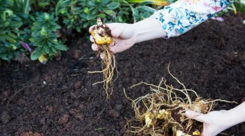 Когда можно пересаживать лилии и лилейники. Когда и как правильно пересаживать лилии?