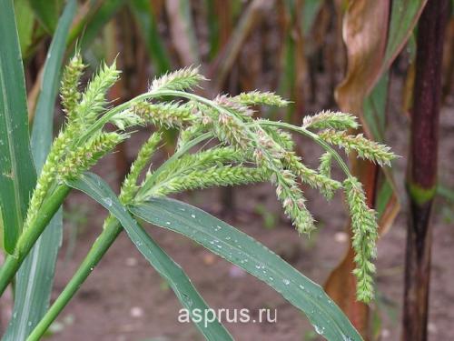 Гербициды для уничтожения кустарников и деревьев. Все о гербицидах 04