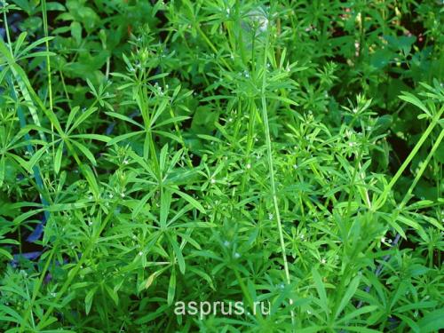 Гербициды для уничтожения кустарников и деревьев. Все о гербицидах 05