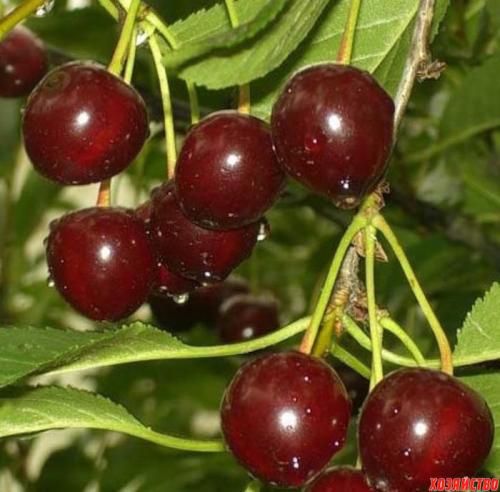 Поздние сорта вишни для ростовской области. 8 лучших сортов вишни для ваших участков 01